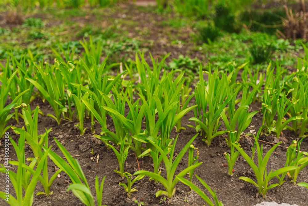 Closeup view stock photography of fresh young green plants growing outdoor on flowerbed. Flowering spring season time Closeup view stock photography of fresh young green plants growing outdoor on flowerbed. Flowering spring season time