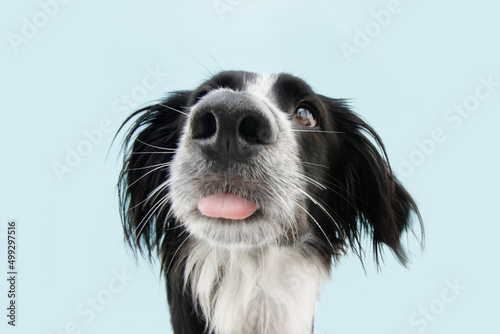 Funny portrait dog sticking tongue out. Isolated on blue colored background