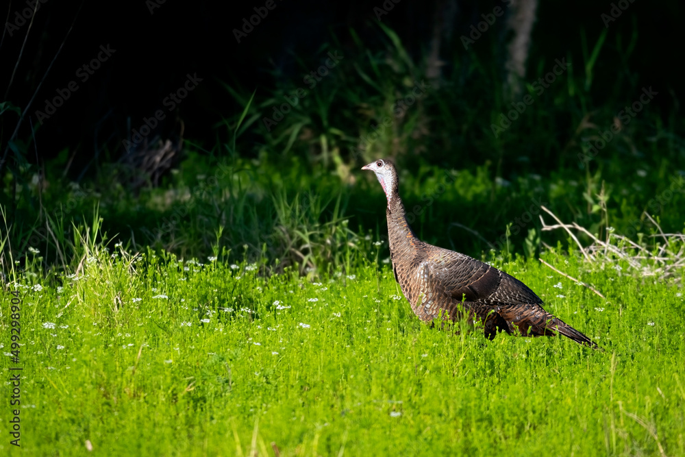 Photo of the Florida Wild Turkey (Meleagris gallopavo osceola). Photo taken at the Myakka River State Park (Sarasota, FL) Photo of the Florida Wild Turkey (Meleagris gallopavo osceola). Photo taken at the Myakka River State Park (Sarasota, FL)