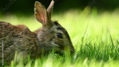 Close-up portrait with copy space of an eastern cottontail rabbit (Sylvilagus floridanus) eating grass in British Columbia, Canada photo