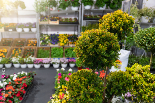 Trees  shrubs in pots for sale. Plants in the garden center.