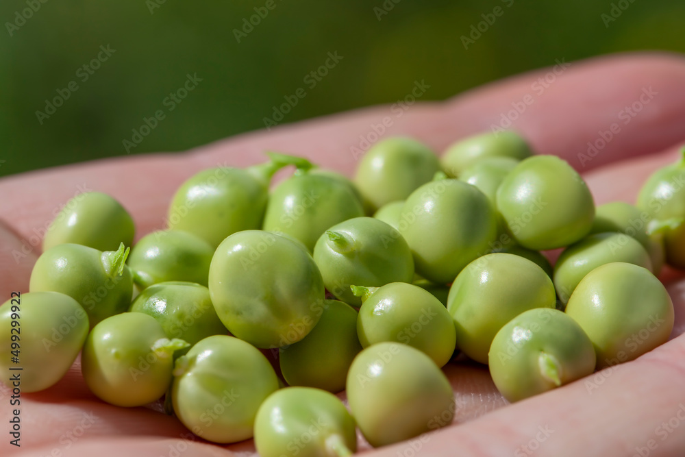 ripe green peas in a man's hand ripe green peas in a man's hand