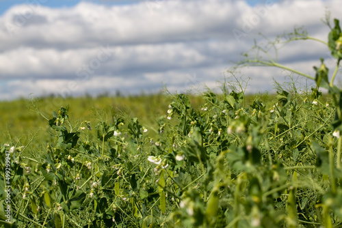 ripe green peas, which are used for canning