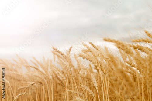 Close up golden spikelets of wheat in the field. Ripe large golden ears of wheat against the sky background of the field. The concept of rich summer harvest  farming