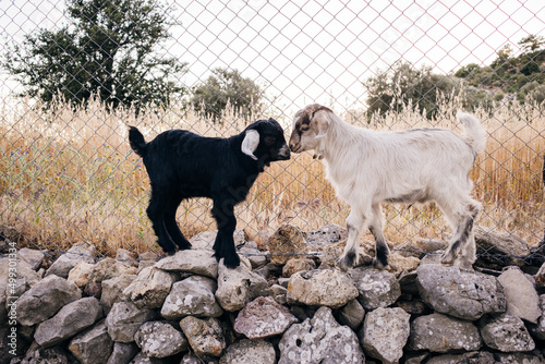 cute little lambs on a stone fence