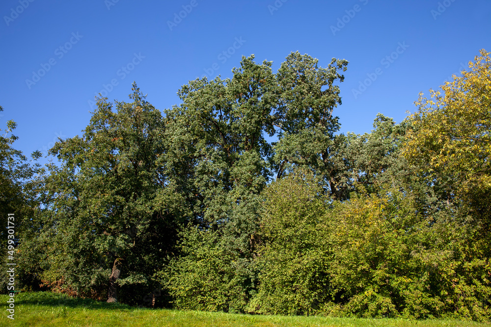 mixed forest with different types of deciduous trees