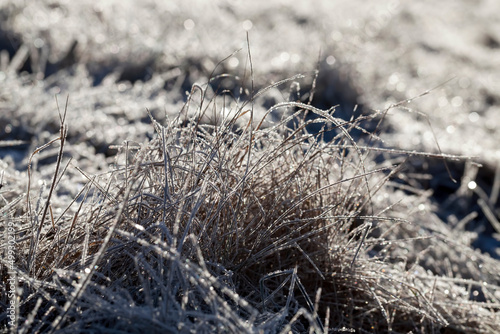 grass covered with ice and frost in the winter season