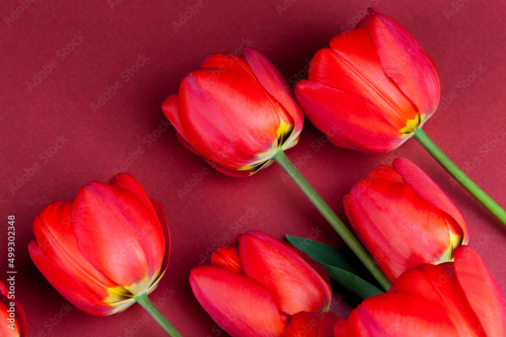 bouquet of red tulips for giving on a holiday