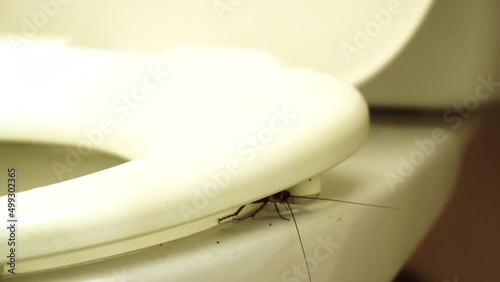 Cockroach crushed by the rim of toilet wiggles its whiskers