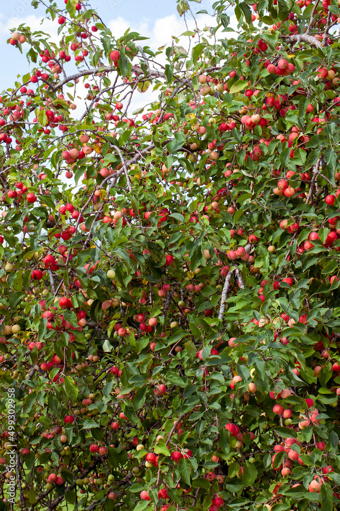 summer garden with fruit trees and apple harvest summer garden with fruit trees and apple harvest