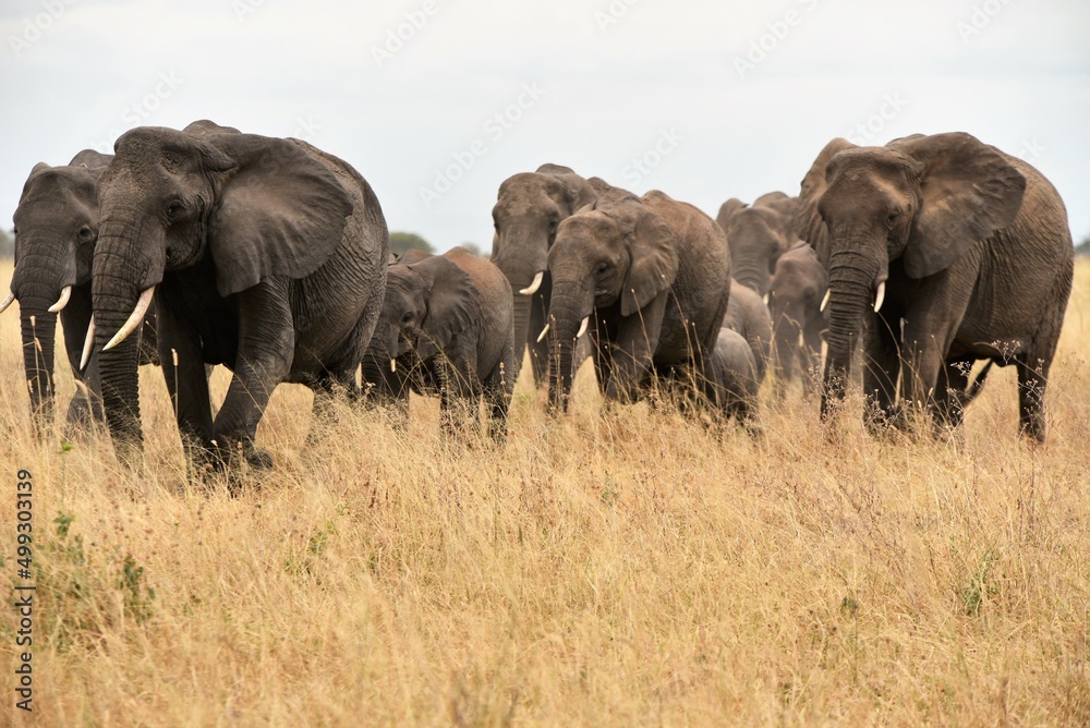 Fototapeta premium Elephants on the move