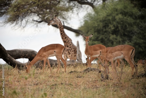 Impala and Giraffe