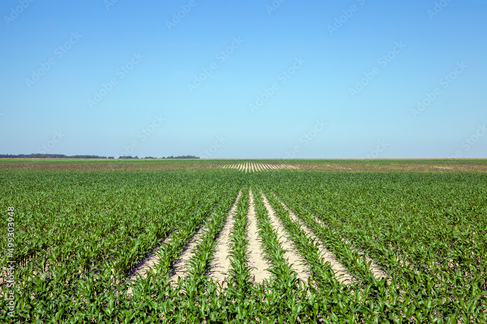 an agricultural field where a corn crop grows