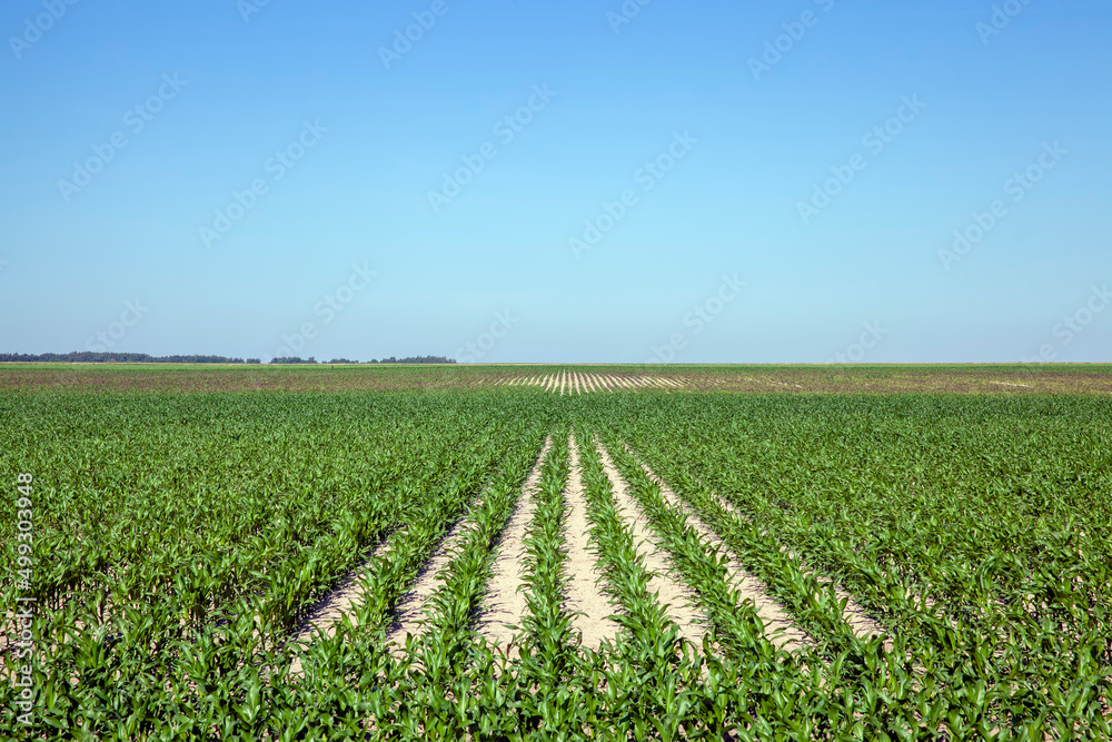 an agricultural field where a corn crop grows an agricultural field where a corn crop grows