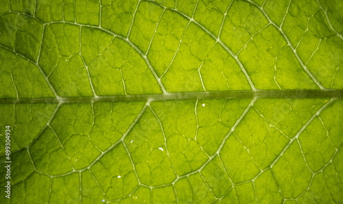 Abstract background macro Leaf texture with veins 