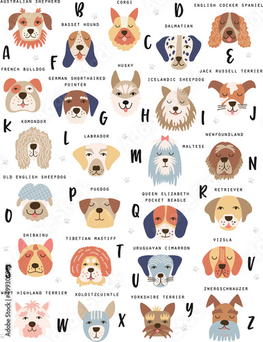 A-Z alphabet dog breed poster. Vector illustration.