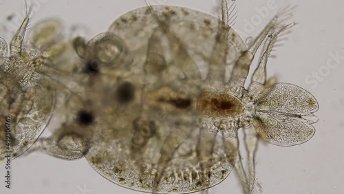 Patterns and backgrounds of Parasitic (Argulus sp.), Study of Argulus sp. under microscope view in laboratory.
 photo