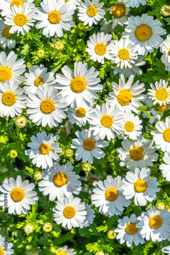 春の花 ノースポール 春の花 ノースポール