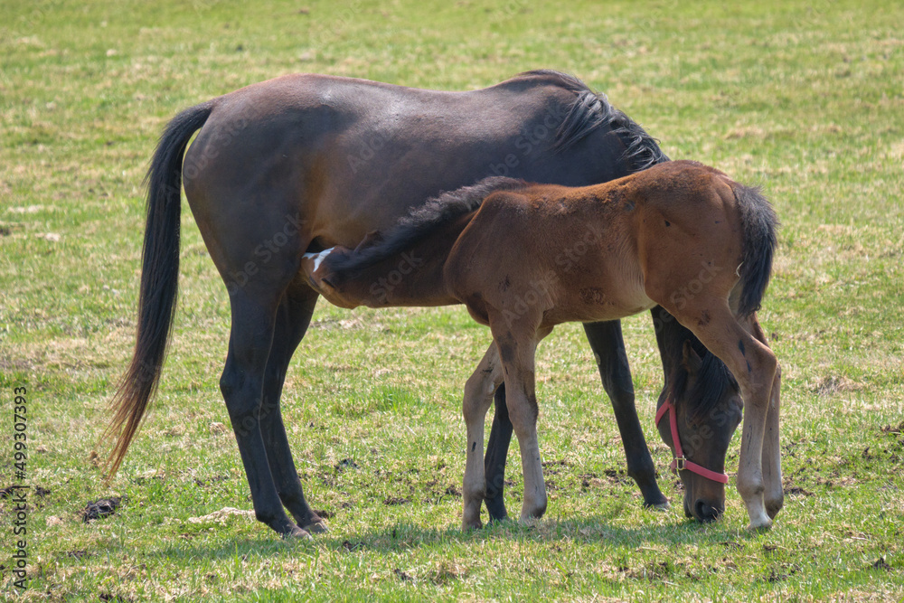 Obraz premium 母乳を飲む仔馬（Breastfeeding foal）