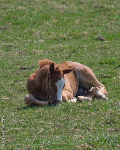 まどろむ仔馬（Dozing foal） © FRAGMENTSOFHOKKAIDO