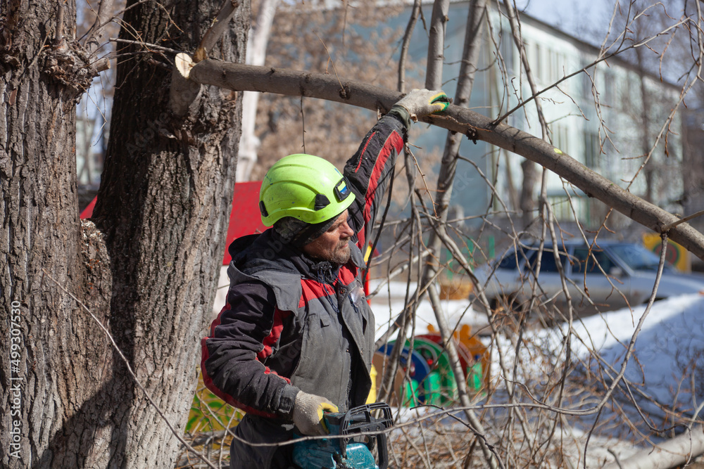 Tree surgeon. Working with a chainsaw. Sawing wood with a chainsaw. Tree surgeon. Working with a chainsaw. Sawing wood with a chainsaw.