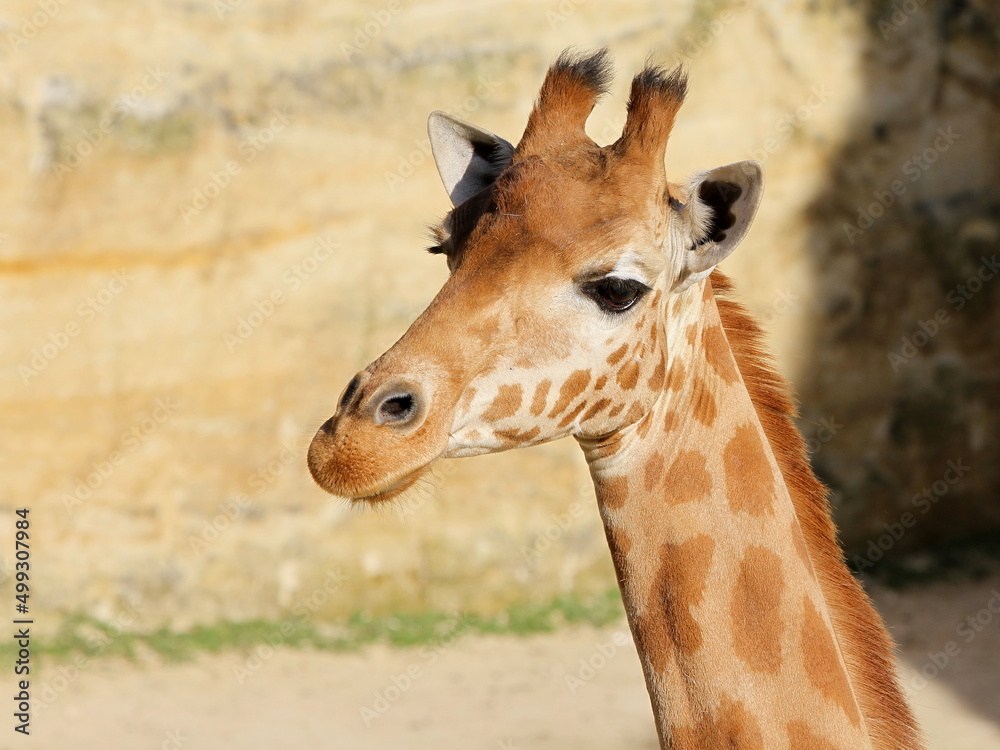 Obraz premium Girafe