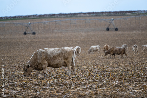 Cows on Harvested Fields around Moses Lake, WA