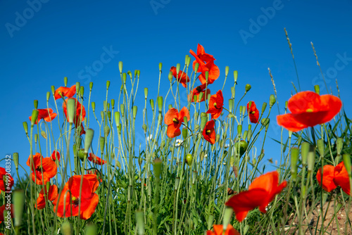 a red poppy flower in the spring season