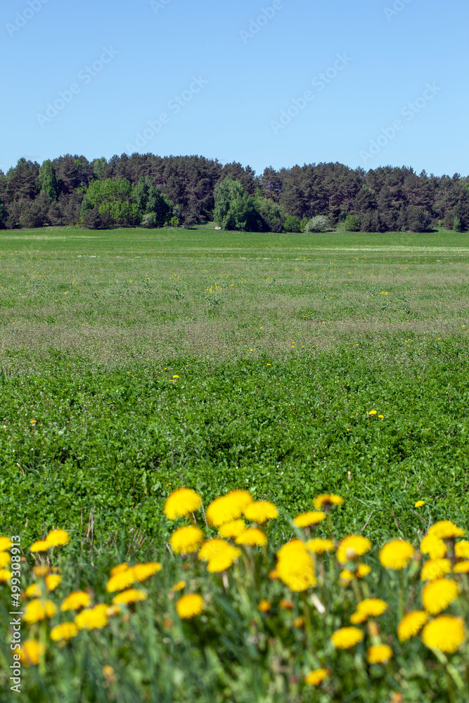 wild dandelions growing in the field wild dandelions growing in the field