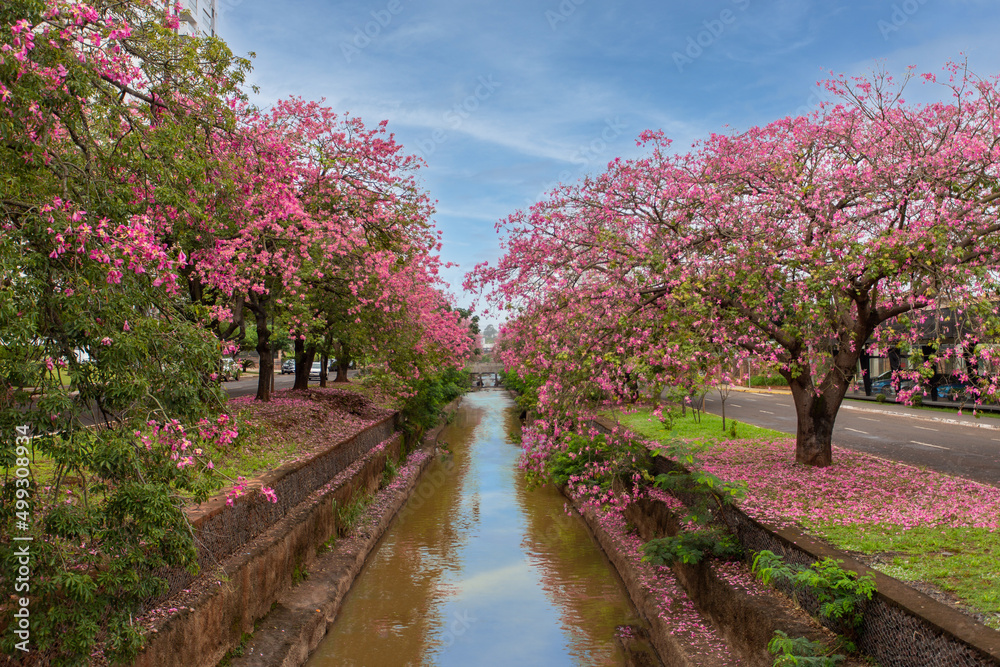 Naklejka premium Campo Grande - Mato Grosso do Sul - Brasil