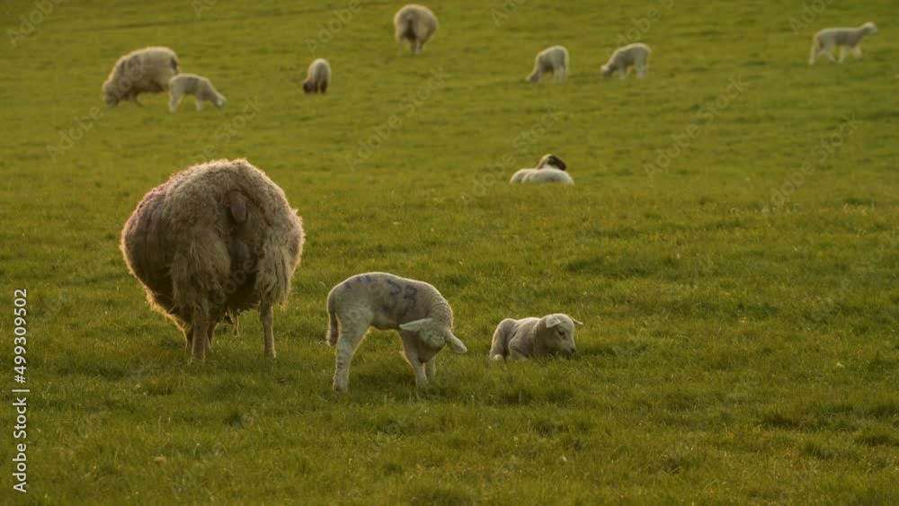 4K video clip sheep and baby lambs grazing in a field on a farm at sunset or sunrise 4K video clip sheep and baby lambs grazing in a field on a farm at sunset or sunrise