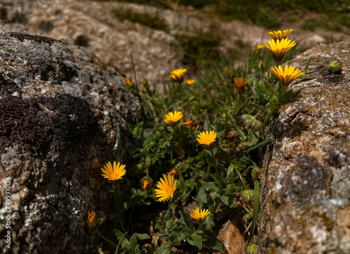 Flowers in stones