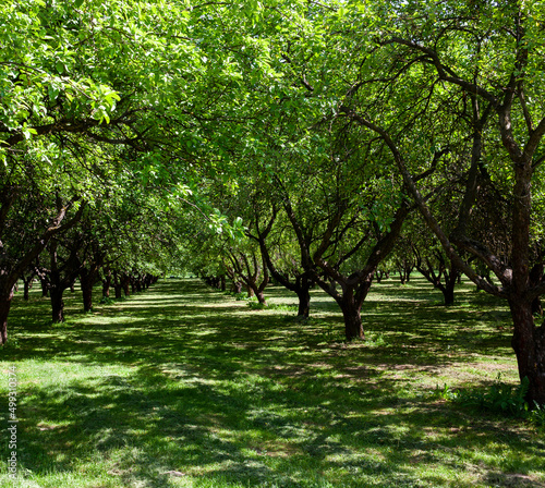 deciduous trees growing in the park in the sunny summer