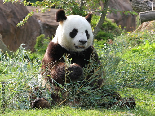 Panda