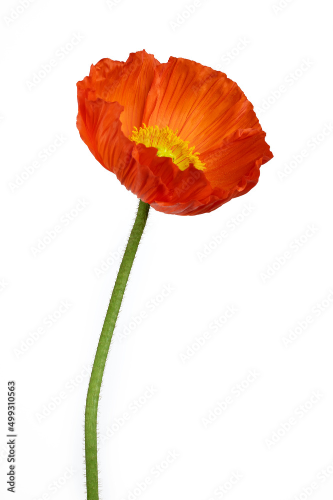 Obraz premium Beautiful red 'Oriental poppy' flower (Papaver orientale) isolated on white background.