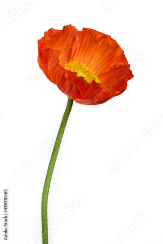 Beautiful red  Oriental poppy  flower  Papaver orientale  isolated on white background.