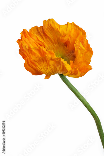 Beautiful orange 'Oriental poppy' flower (Papaver orientale) isolated on white background.