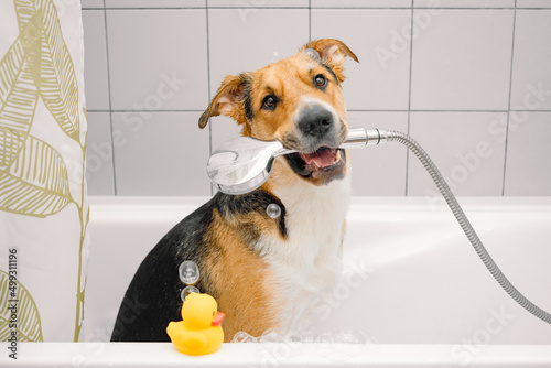 A cute funny domestic mongrel or outbred dog taking a shower with bubbles and foam and yellow rubber duck. Pets care, grooming. photo