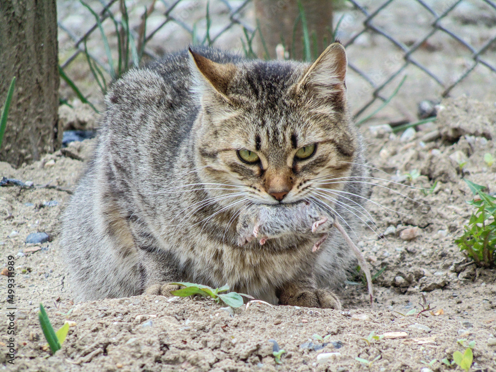 a cat holds a mouse in its mouth. Cat and mouse. The end of a mouse, caught by the cat