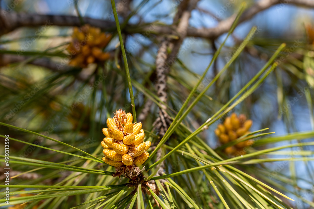 Detail of the inflorescences of a pine tree in spring Detail of the inflorescences of a pine tree in spring