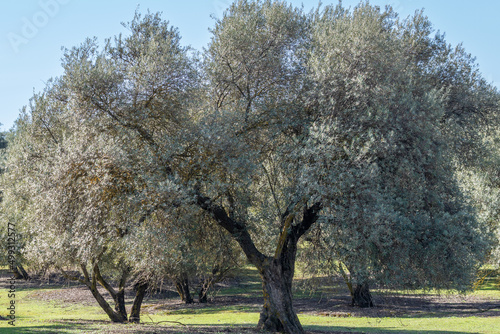 Olive tree in Andalusia (Spain) on a sunny day