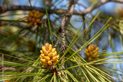 Detail of the inflorescences of a pine tree in spring