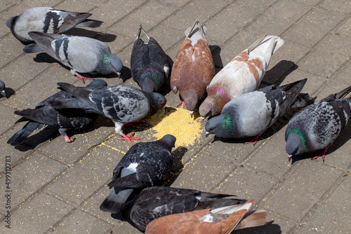 feeding pigeons on the street photo