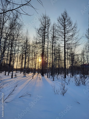 winter in the forest