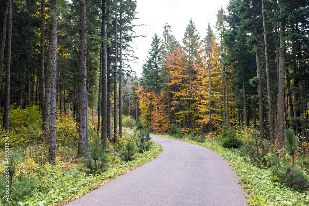 Fototapeta premium Asphalt road through the deep forest. Nature background. 