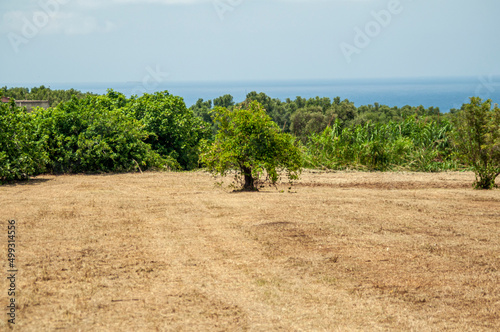 Albero solitario in mezzo ad un campo arato
