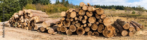 Logs of trees in the forest after felling 