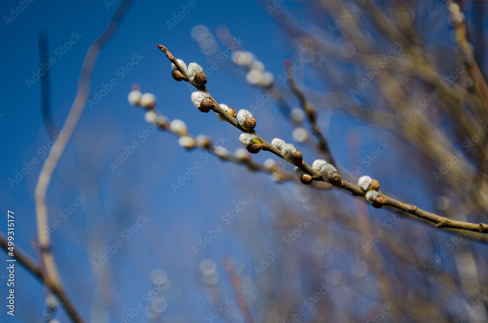 willow against the blue sky. the concept of the awakening of nature. willow buds. banner place for text willow against the blue sky. the concept of the awakening of nature. willow buds. banner place for text