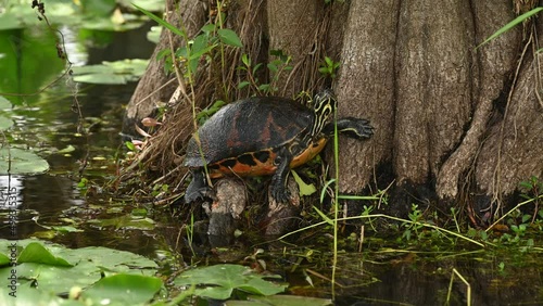 Florida Redbelly Turtle on a tree trunk in Everglades National Park photo