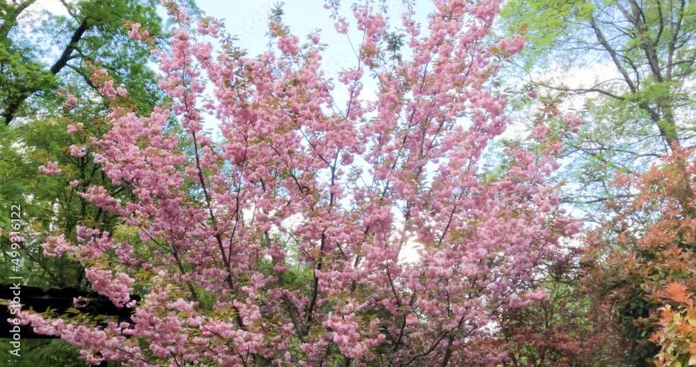Japanese Cherry Blossom, Sakura, Japanese Flowering Cherry, East Asian Cherry, Prunus Serrulata, National Flower of Japan. Spring Day In Garden. Ornamental Cherry Blossom Trees. Japanese Cherry Blossom, Sakura, Japanese Flowering Cherry, East Asian Cherry, Prunus Serrulata, National Flower of Japan. Spring Day In Garden. Ornamental Cherry Blossom Trees.